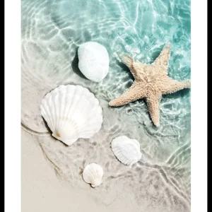 Starfish And Seashell Poster Sonderaktion