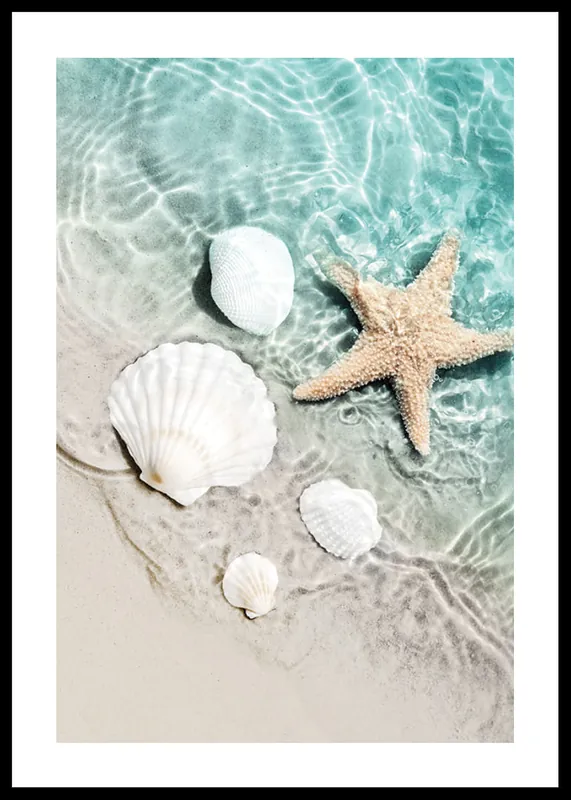 Starfish And Seashell Poster Sonderaktion
