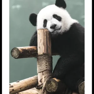 Giant Panda Bear Poster Preisreduziert
