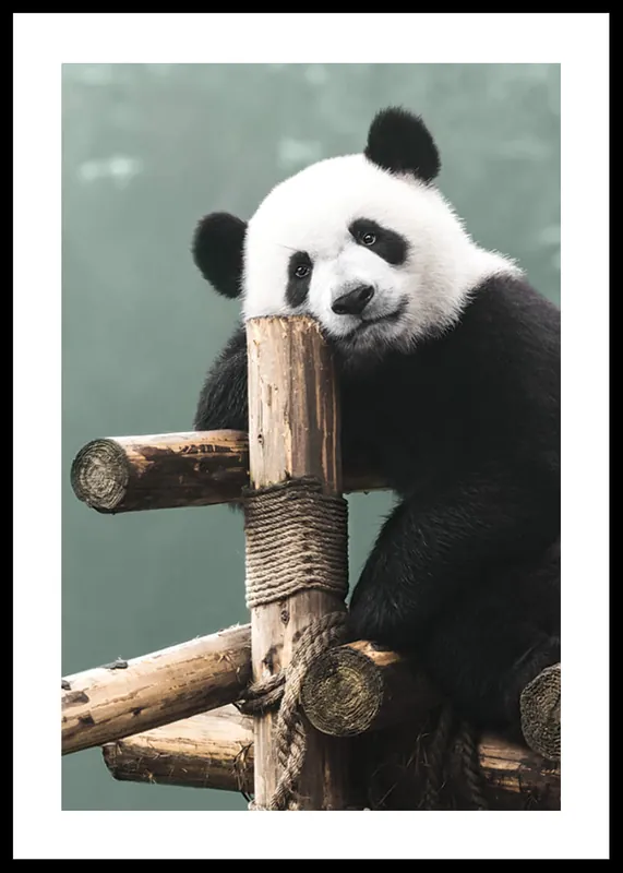 Giant Panda Bear Poster Preisreduziert