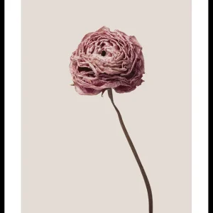 Buttercup Flower Poster Gratis Versand