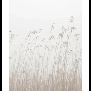 Grass In Fog Poster Billig