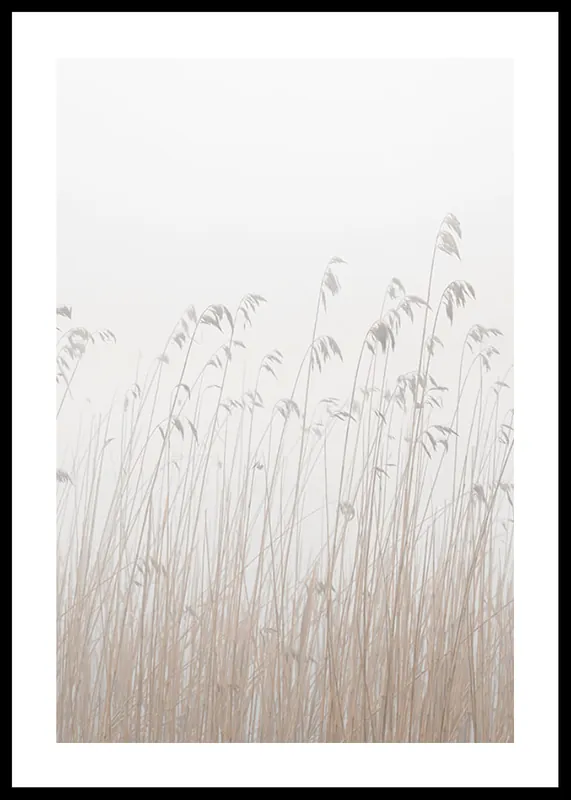 Grass In Fog Poster Billig
