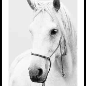 Nur Heute Shadowfax Poster