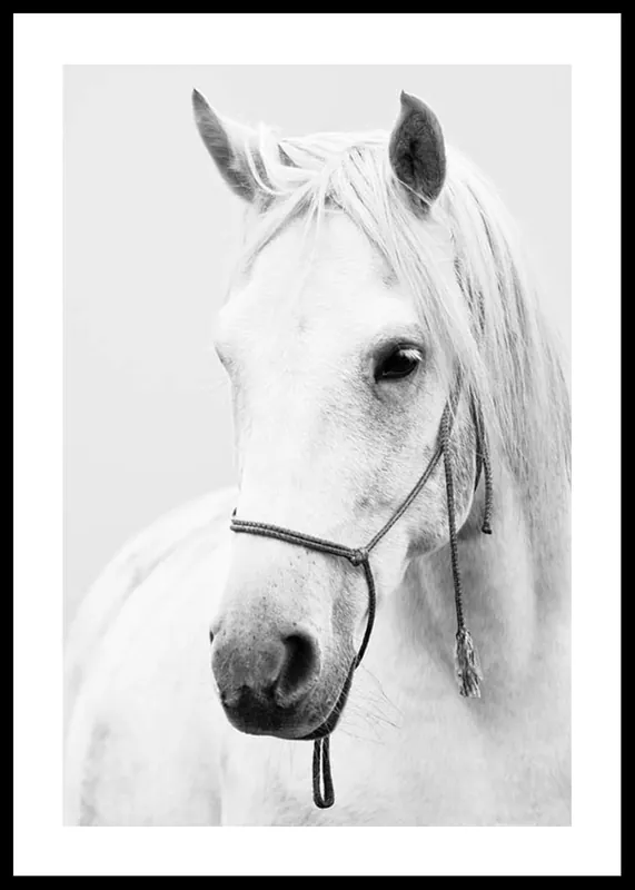 Nur Heute Shadowfax Poster