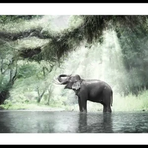Elephant In Sunlight Poster Rabatt