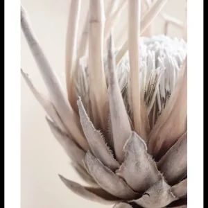 Protea Flower No2 Poster Solange Der Vorrat Reicht