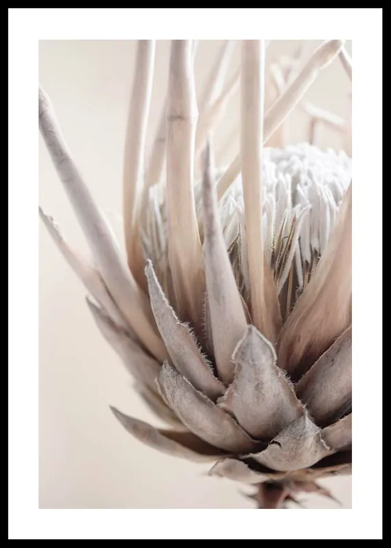 Protea Flower No2 Poster Solange Der Vorrat Reicht