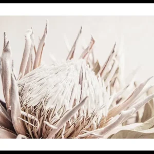 Must-Have Protea Flower No1 Poster