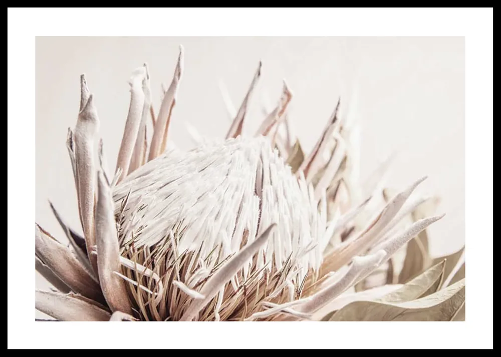 Must-Have Protea Flower No1 Poster