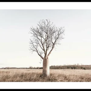 Schneller Versand Boab Tree Poster