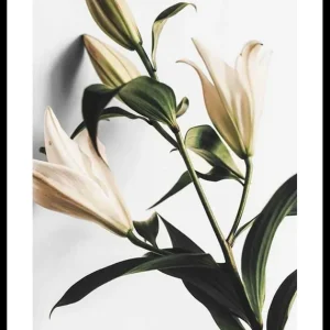Lilies Poster Finale Aktion