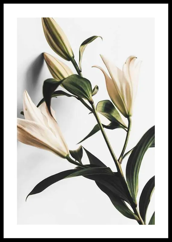 Lilies Poster Finale Aktion