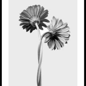 Saisonangebot Daisies Intertwined Poster