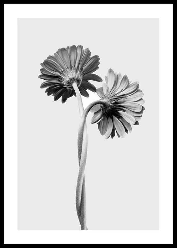 Saisonangebot Daisies Intertwined Poster
