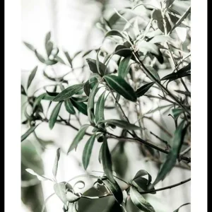 Kostenloser Rückversand Olive Tree Poster