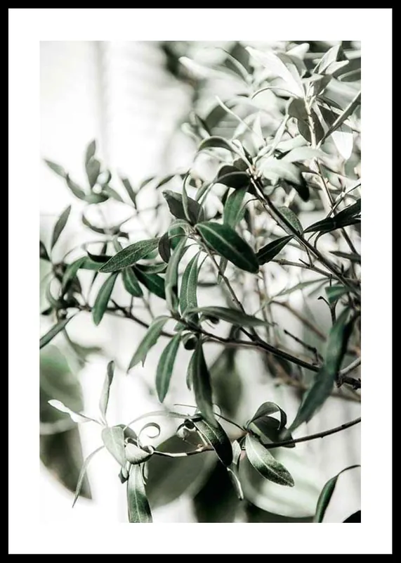 Kostenloser Rückversand Olive Tree Poster