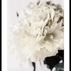 Direktkauf Peony Closeup Poster