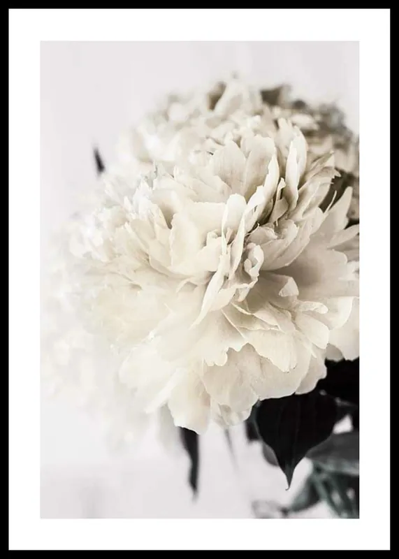 Direktkauf Peony Closeup Poster