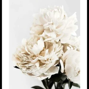 Must-Have Peonies Closeup Poster