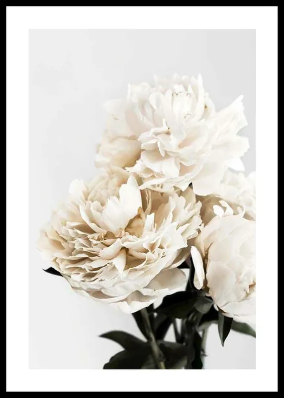 Must-Have Peonies Closeup Poster