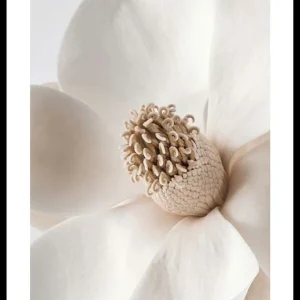 Beige Magnolia No2 Poster Sonderaktion