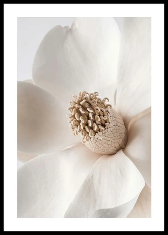 Beige Magnolia No2 Poster Sonderaktion