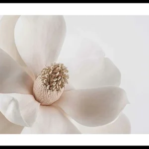 Sofort Bestellen Beige Magnolia No1 Poster