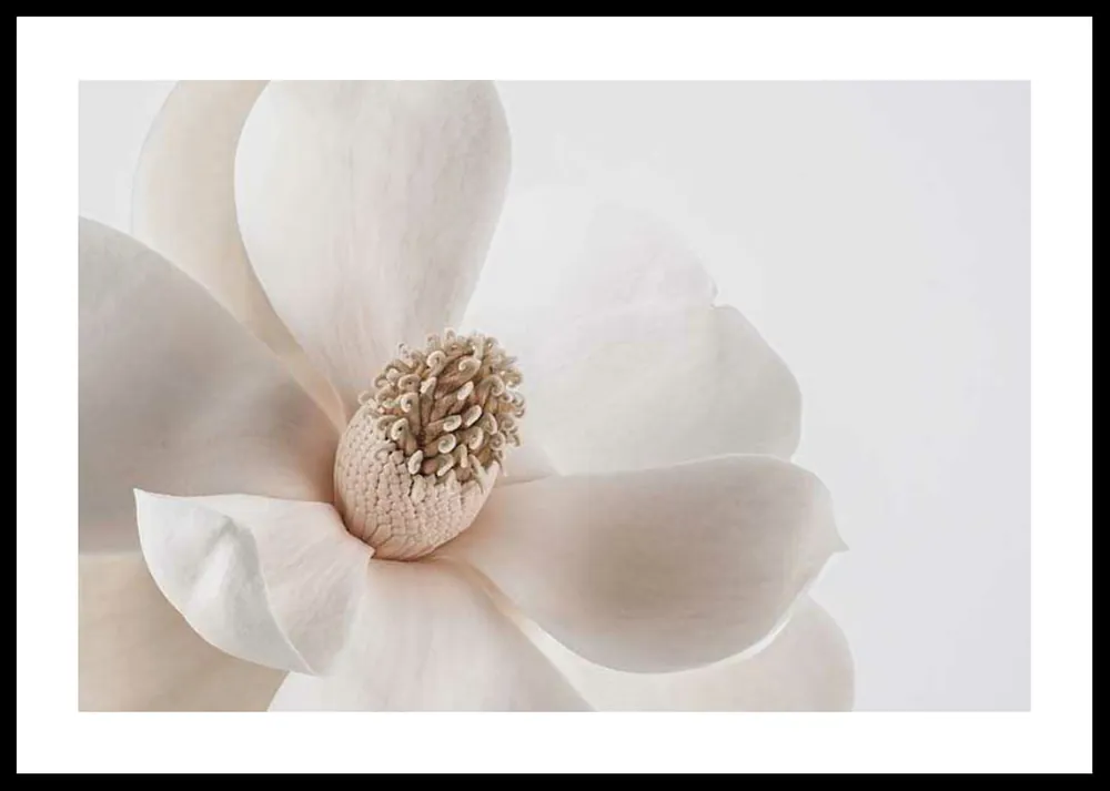 Sofort Bestellen Beige Magnolia No1 Poster
