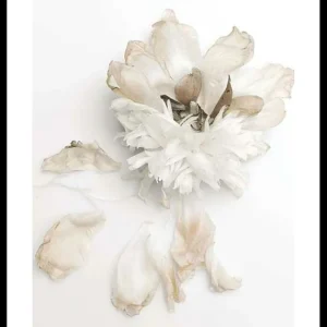 Kostenloser Rückversand Peony Petals No2 Poster