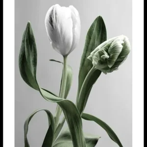 Tulip Flower Poster Online Kaufen