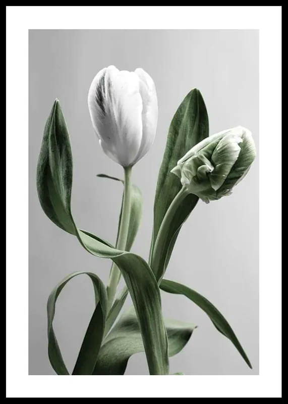 Tulip Flower Poster Online Kaufen