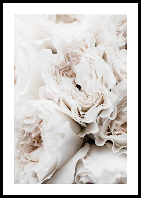Blossoming Roses Poster Preis Gesenkt
