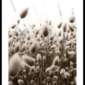 Reeds Field Poster Sofort Bestellen