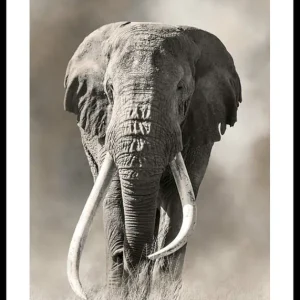 Markenprodukt Elephant Tusks Poster