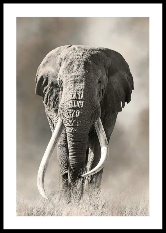 Markenprodukt Elephant Tusks Poster