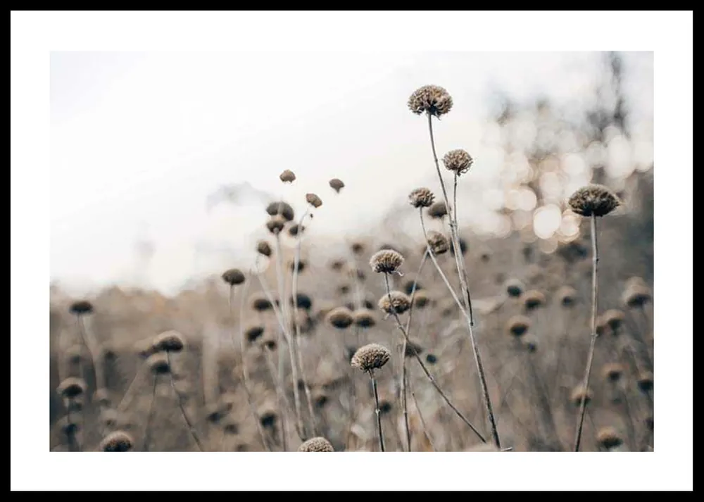 Solange Der Vorrat Reicht Monochromatic Flowers Poster