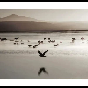 Abverkauf Bird Serenity Poster