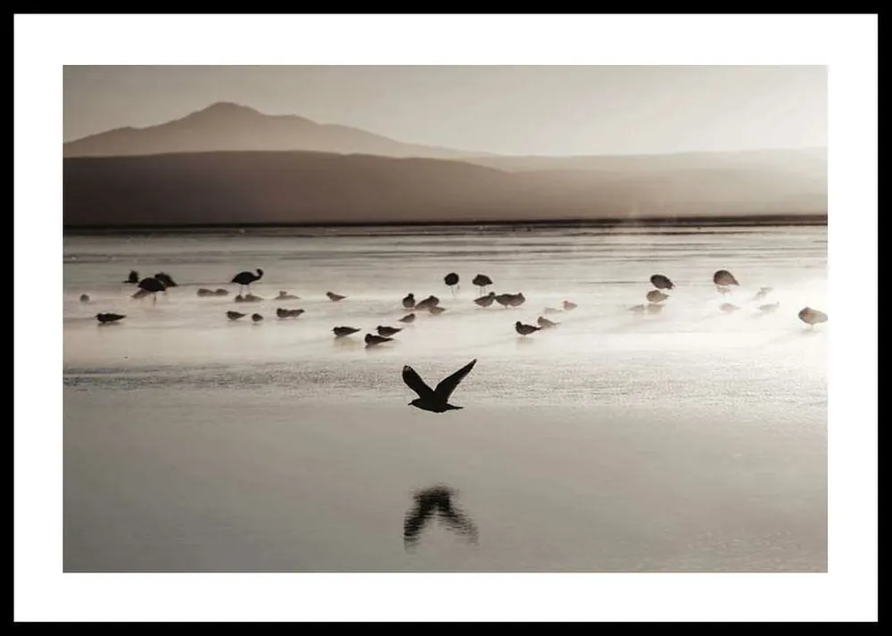 Abverkauf Bird Serenity Poster