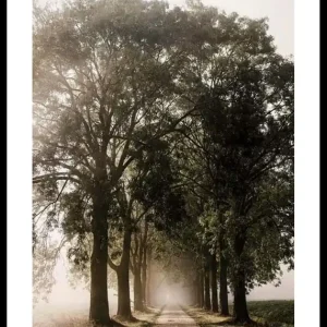 Morning Road Poster Meistverkauft