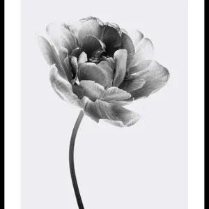 Kostenloser Rückversand Tulip Flower B&W Poster