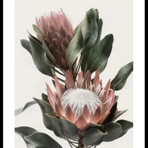 Protea Flowers Poster Abverkauf