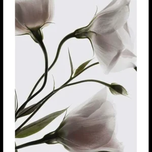 Three White Flowers Poster Kostenloser Rückversand