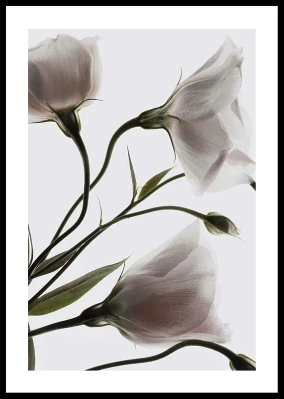 Three White Flowers Poster Kostenloser Rückversand
