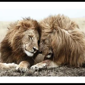 Preis Gesenkt Lion Brothers Poster