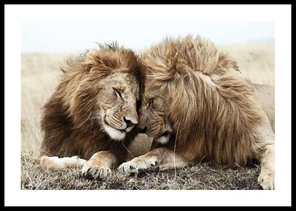 Preis Gesenkt Lion Brothers Poster