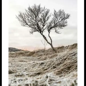 Iceland Tree Poster Top-Preis