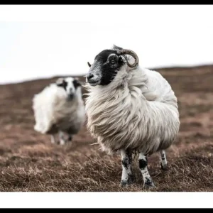 Günstig Farm Sheep Poster