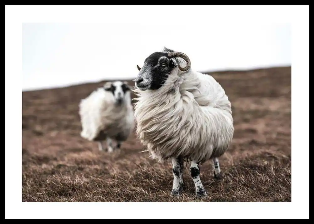Günstig Farm Sheep Poster