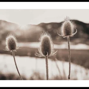 Wochenendangebot Flowers In Meadow Poster